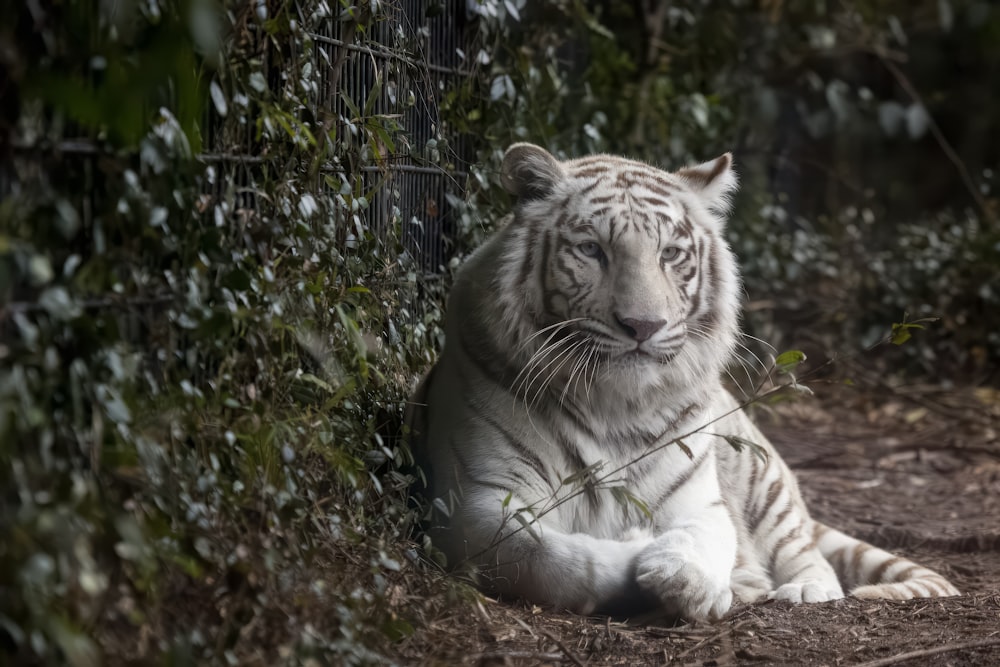 Montgomery Zoo, Montgomery, Alabama 