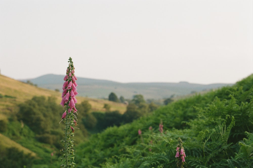 a pink flower in the middle of a lush green field