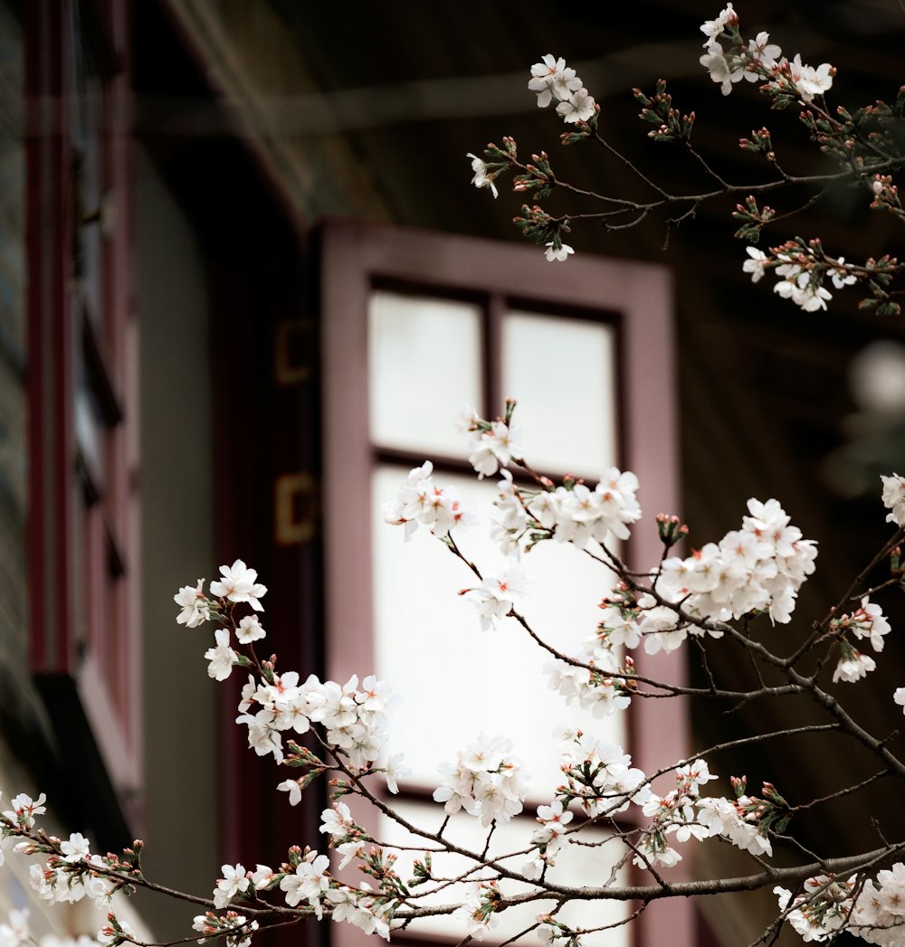 a branch with white flowers in front of a window