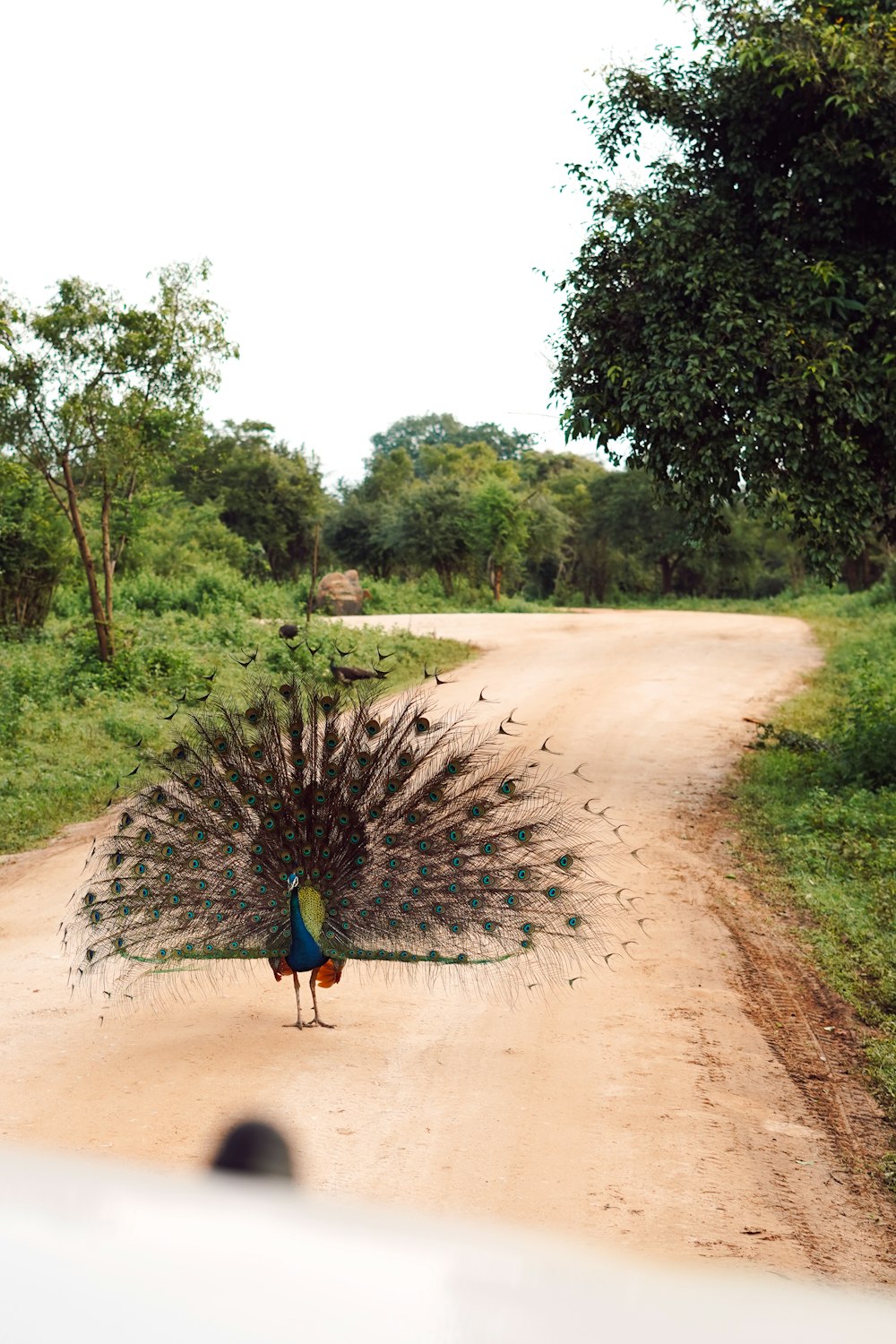 a peacock standing on a dirt road next to a forest