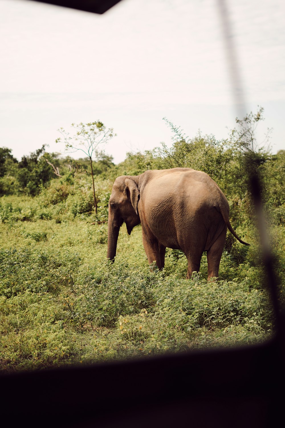 an elephant is standing in a grassy field