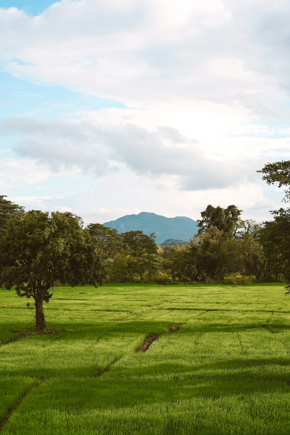 a grassy field with trees and mountains in the background