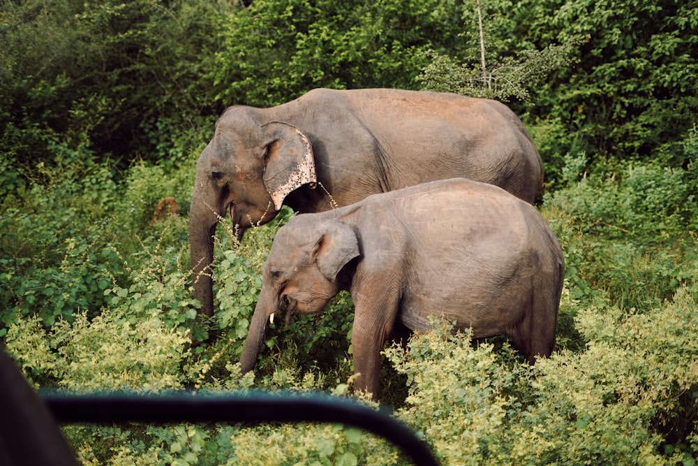 a couple of elephants that are standing in the grass