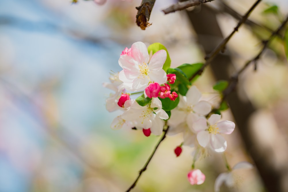 a branch of a tree with white and pink flowers