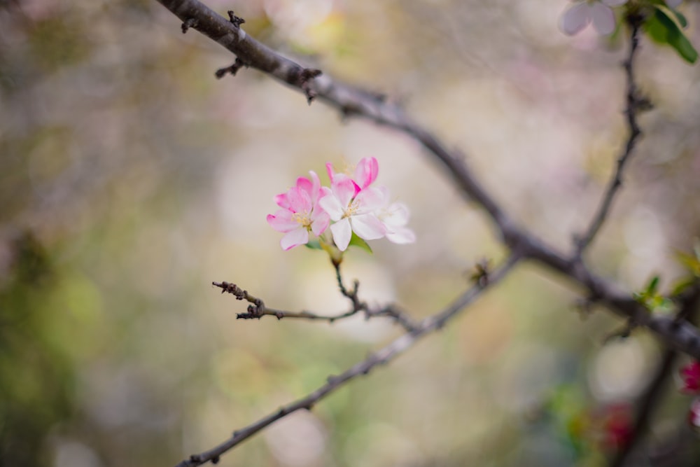 une petite fleur rose sur une branche d’arbre