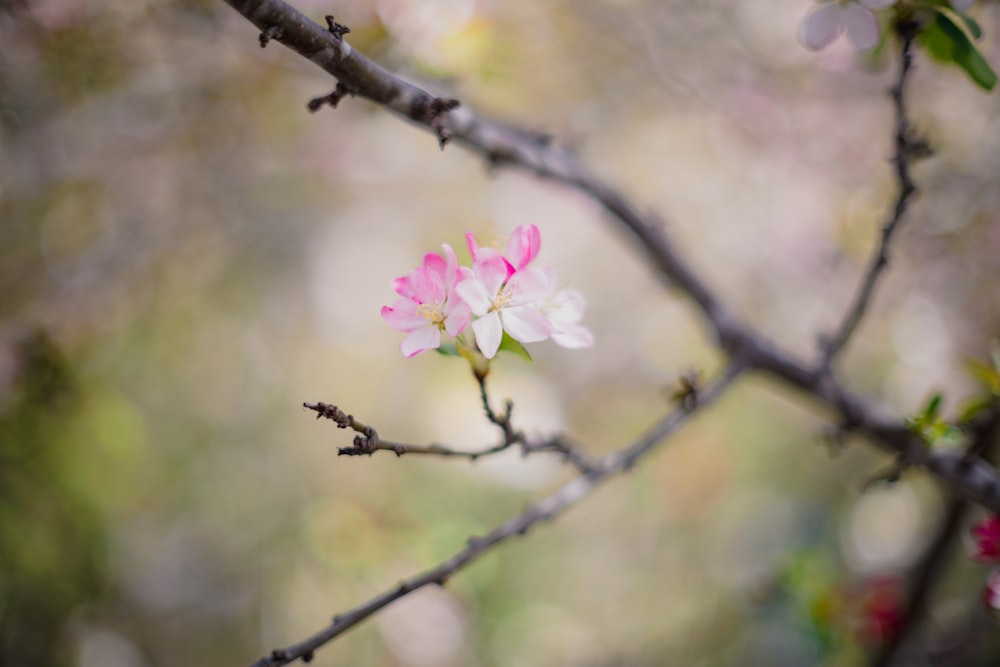 a small pink flower on a tree branch