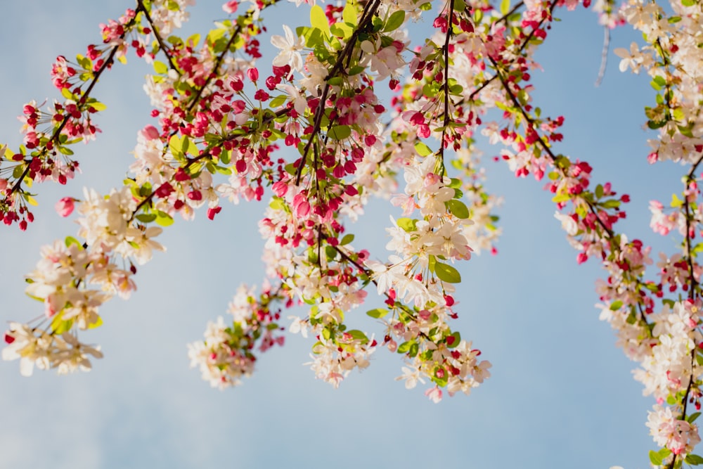 una rama de un árbol en flor con flores rosadas y blancas