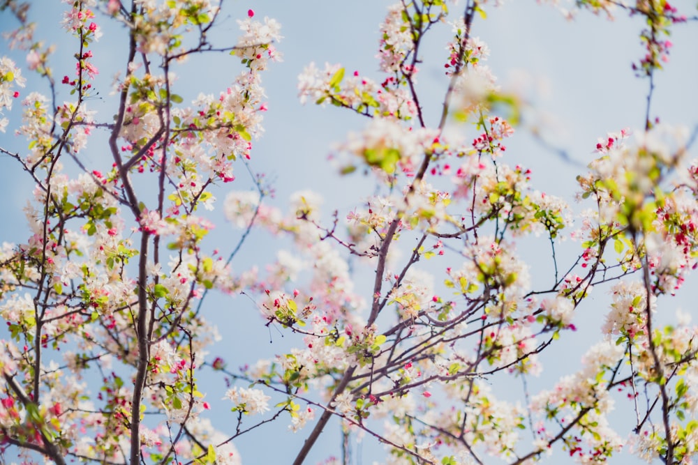 um close up de uma árvore com flores brancas e cor-de-rosa