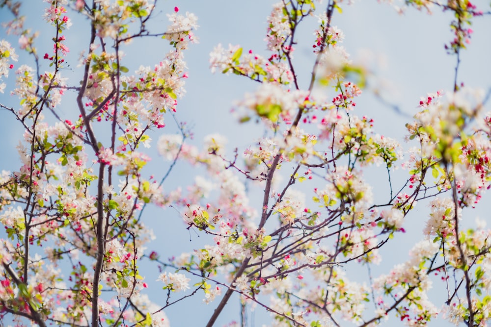 un primo piano di un albero con fiori bianchi e rosa