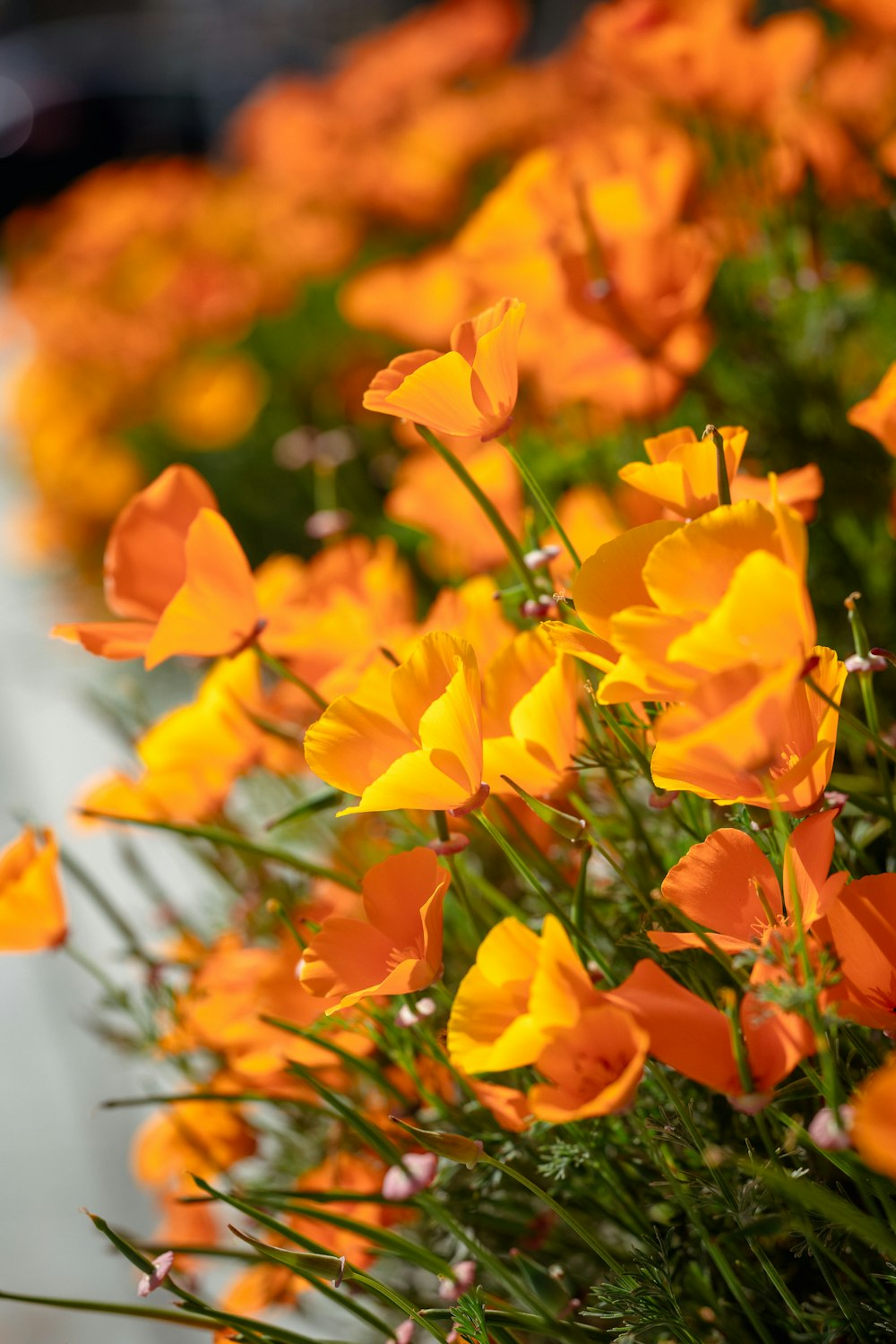 un bouquet de fleurs oranges qui sont dans l’herbe