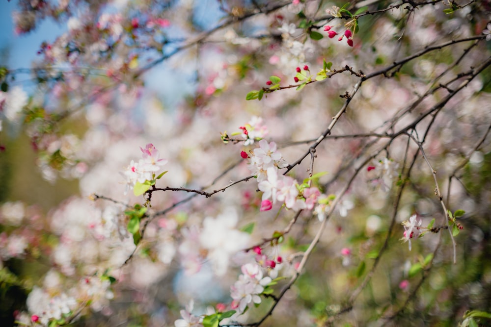 a close up of a tree with white and pink flowers