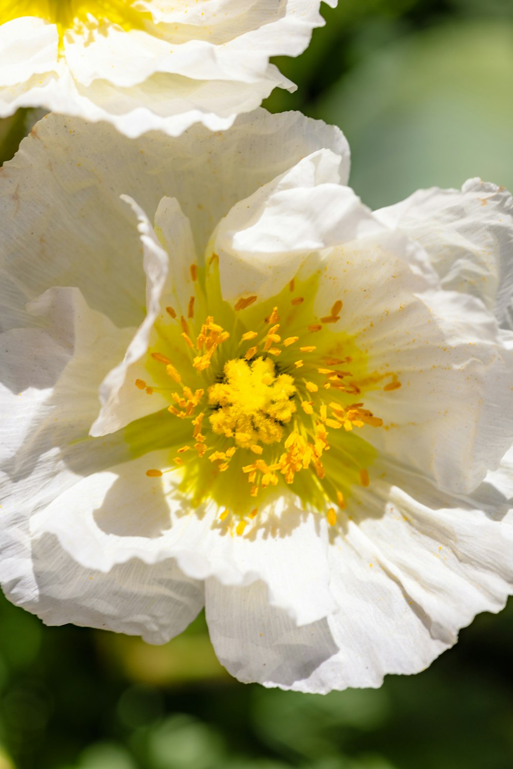 a close up of a white flower with a yellow center