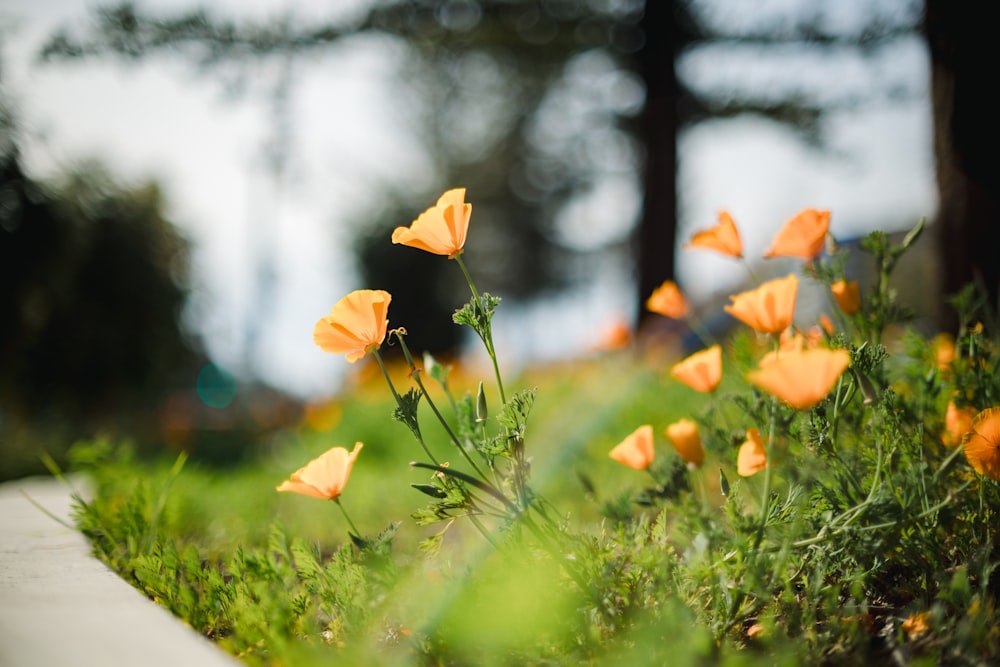 무성한 녹색 들판 위에 앉아있는 주황색 꽃 무리