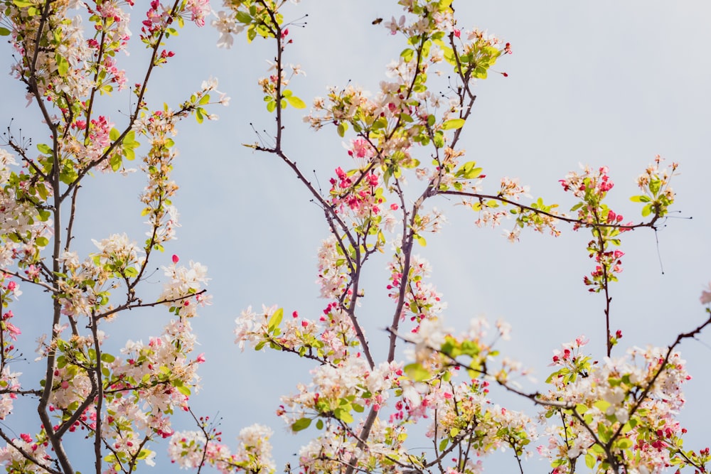 a tree with white and pink flowers and green leaves