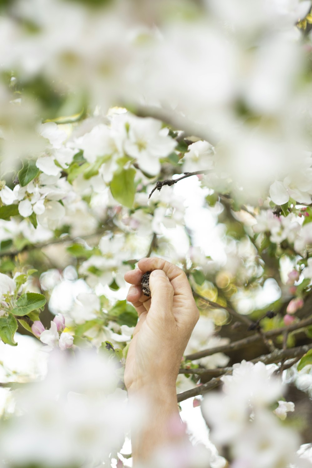 a hand reaching up to a tree with white flowers