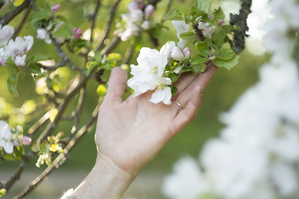 a person's hand reaching for a flower on a tree