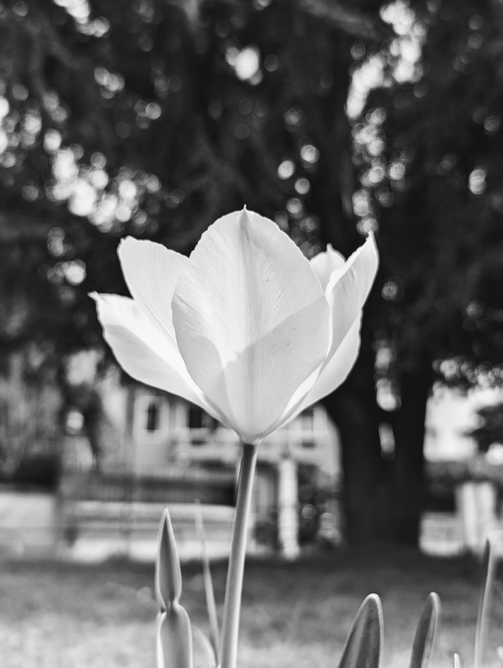 Una foto en blanco y negro de un tulipán