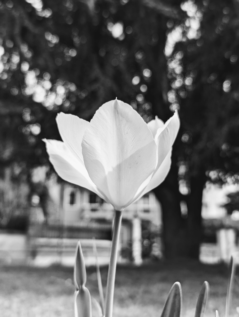 a black and white photo of a tulip