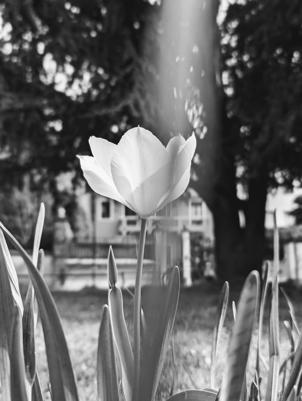 Una foto en blanco y negro de una flor