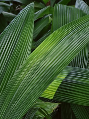 a close up of a large green leaf