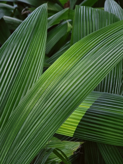 a close up of a large green leaf
