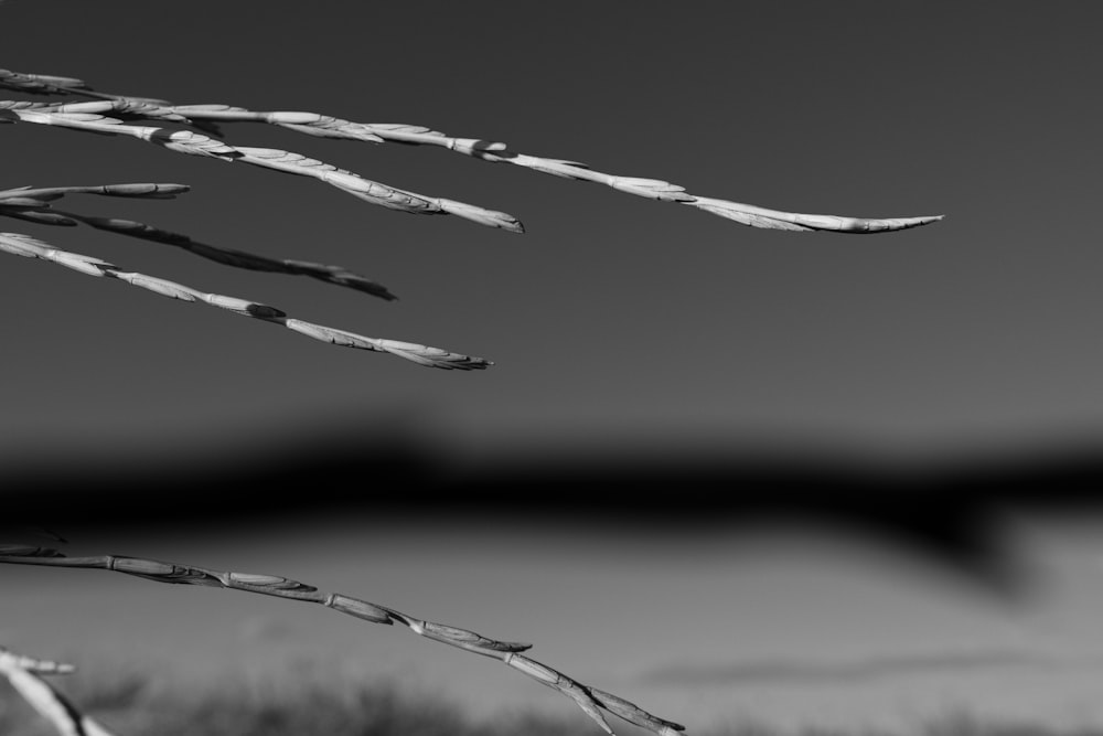 a black and white photo of grass blowing in the wind