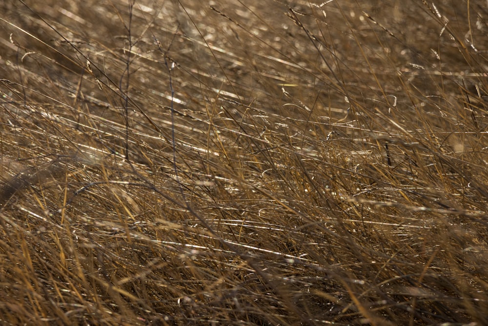 a bird is standing in a field of tall grass