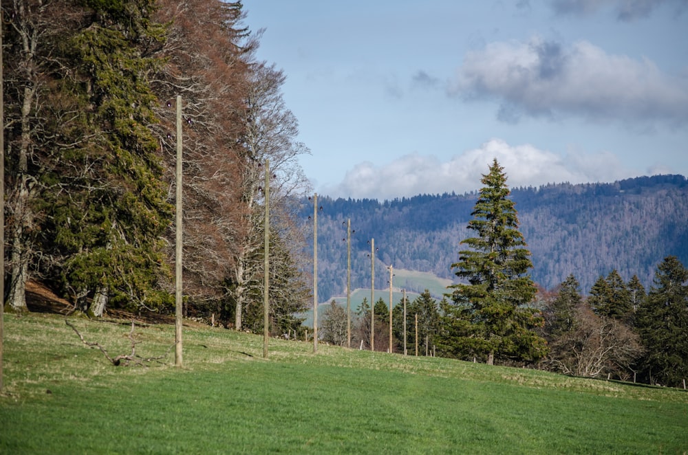 a grassy field with trees and mountains in the background