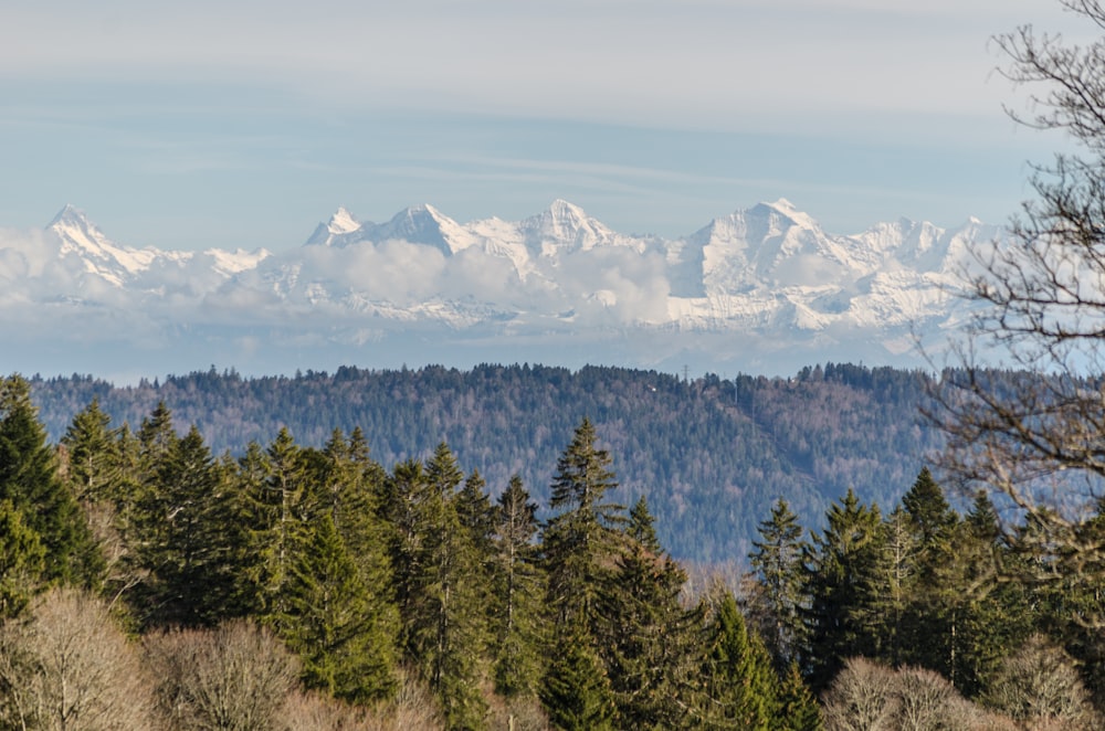 a view of a mountain range with trees in the foreground