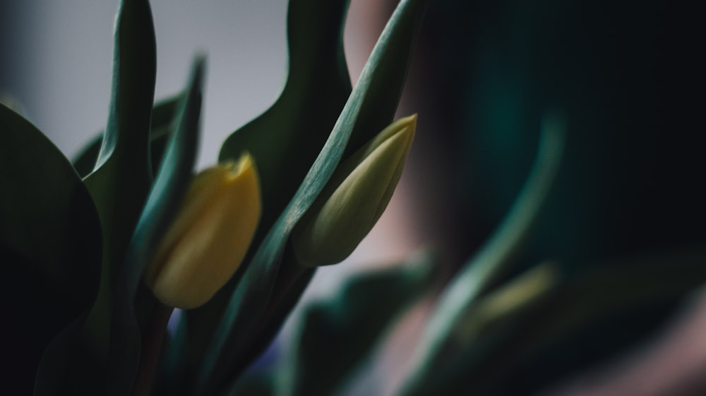 a close up of a yellow flower in a vase