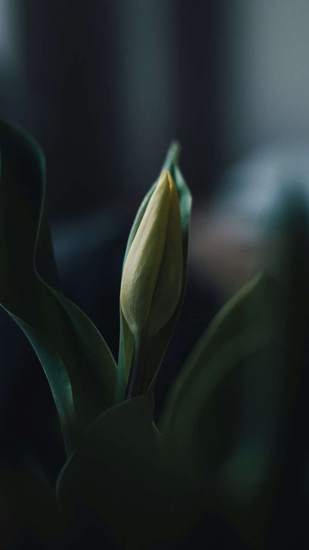 a close up of a flower with a blurry background