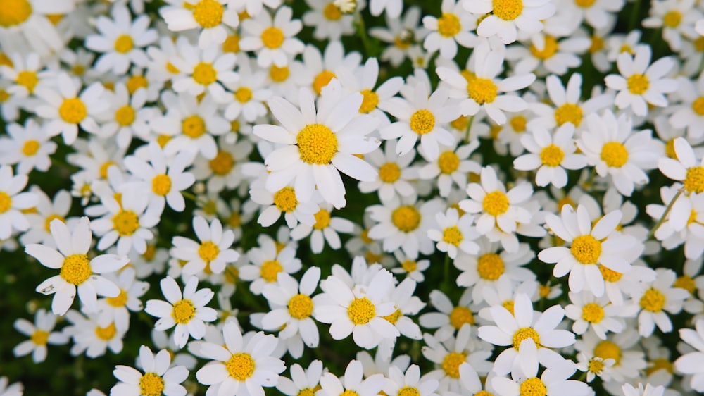 a bunch of white flowers with yellow centers