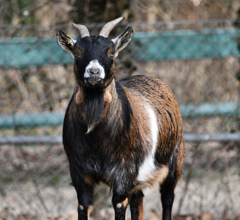 a close up of a goat near a fence