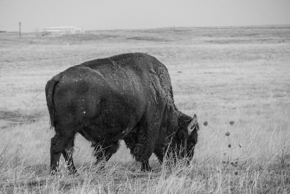 a black and white photo of a bison grazing in a field