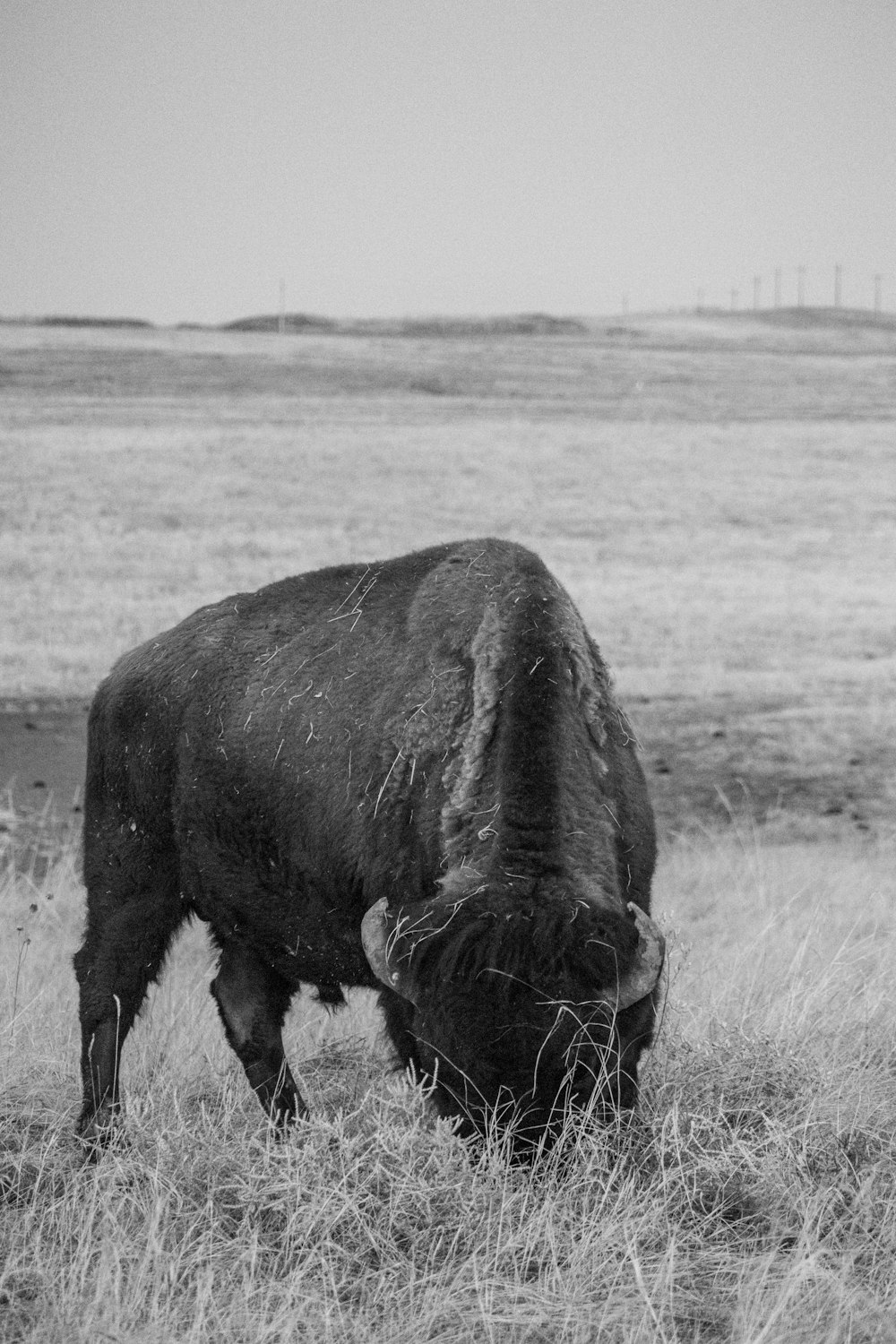 a black and white photo of a cow grazing in a field