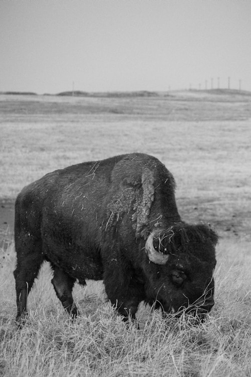a black and white photo of a bison in a field