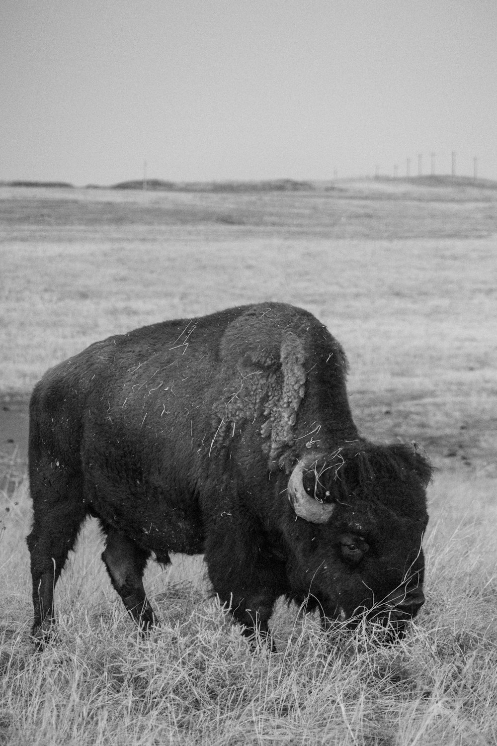 a black and white photo of a bison in a field