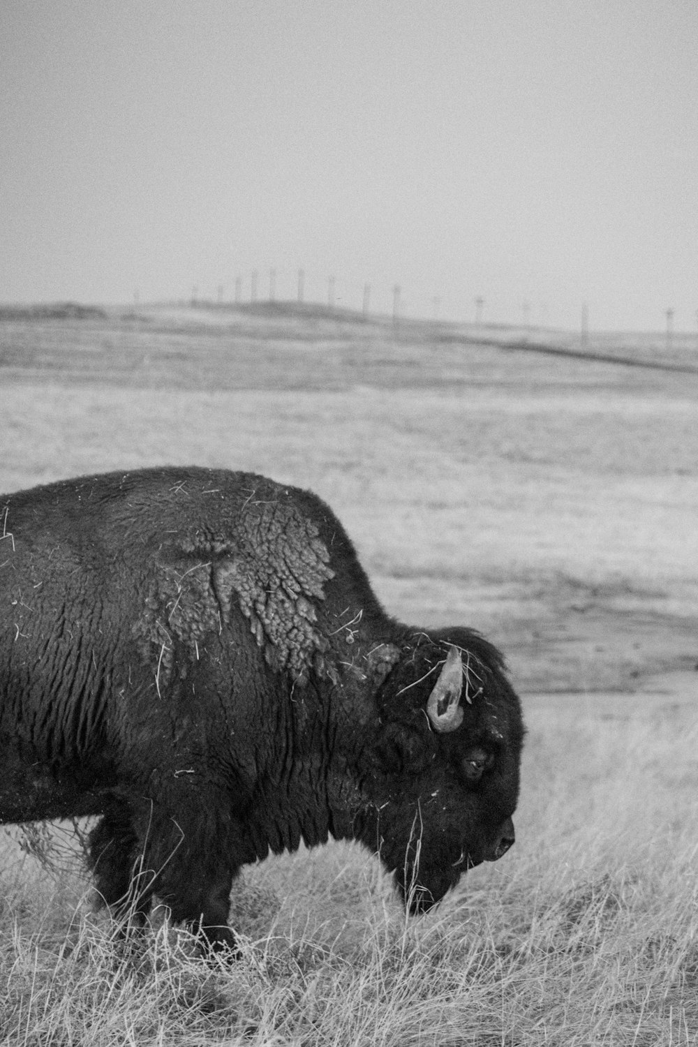 a black and white photo of a bison in a field