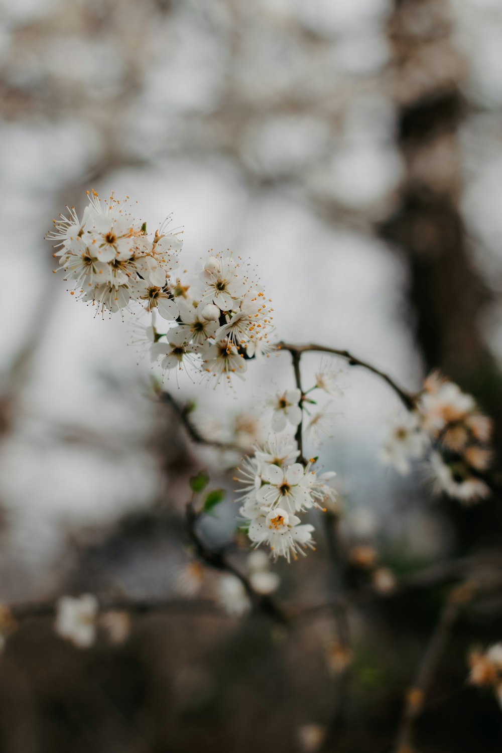 a close up of a tree with white flowers