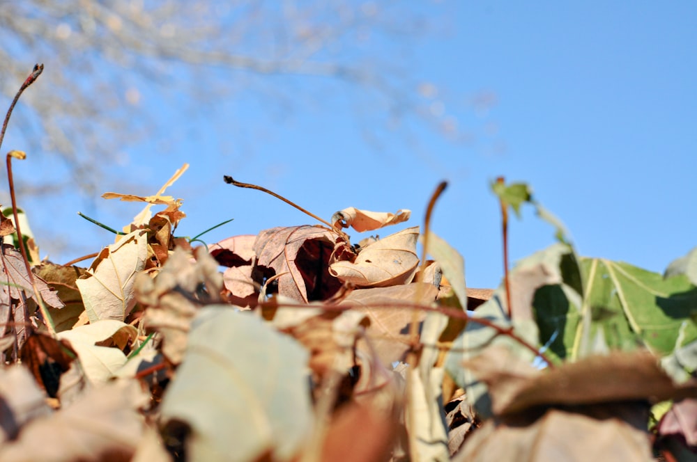 a close up of leaves on the ground with a blue sky in the background