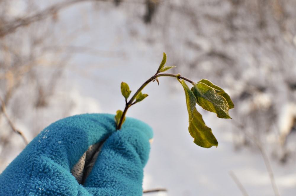 a person wearing a blue glove holding a green leaf