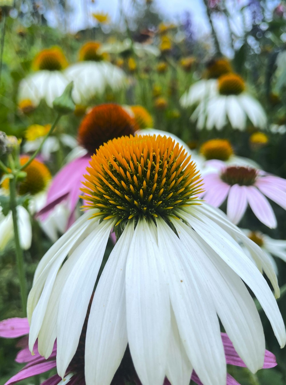 a close up of a white and yellow flower