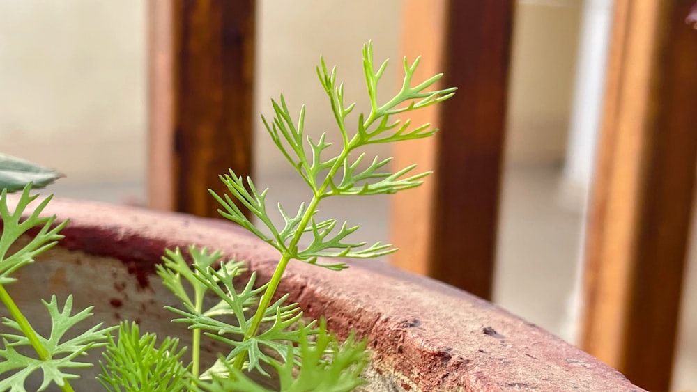 a close up of a plant in a pot