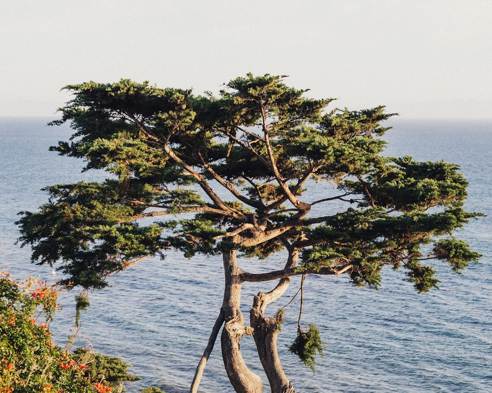 a lone tree on the edge of a cliff overlooking the ocean