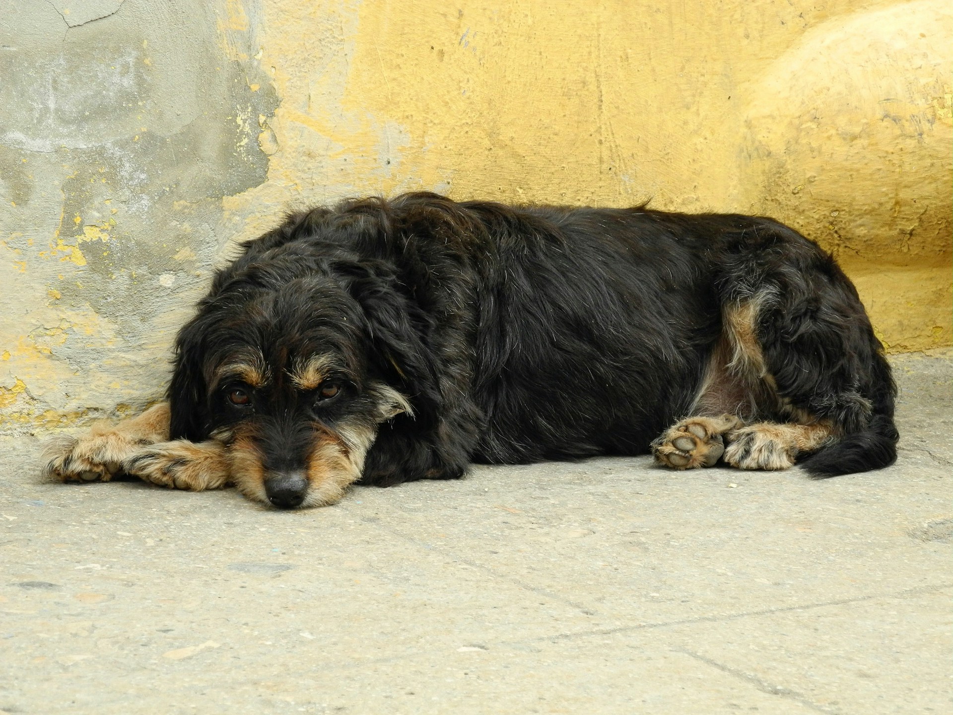 a black and brown dog laying on the ground