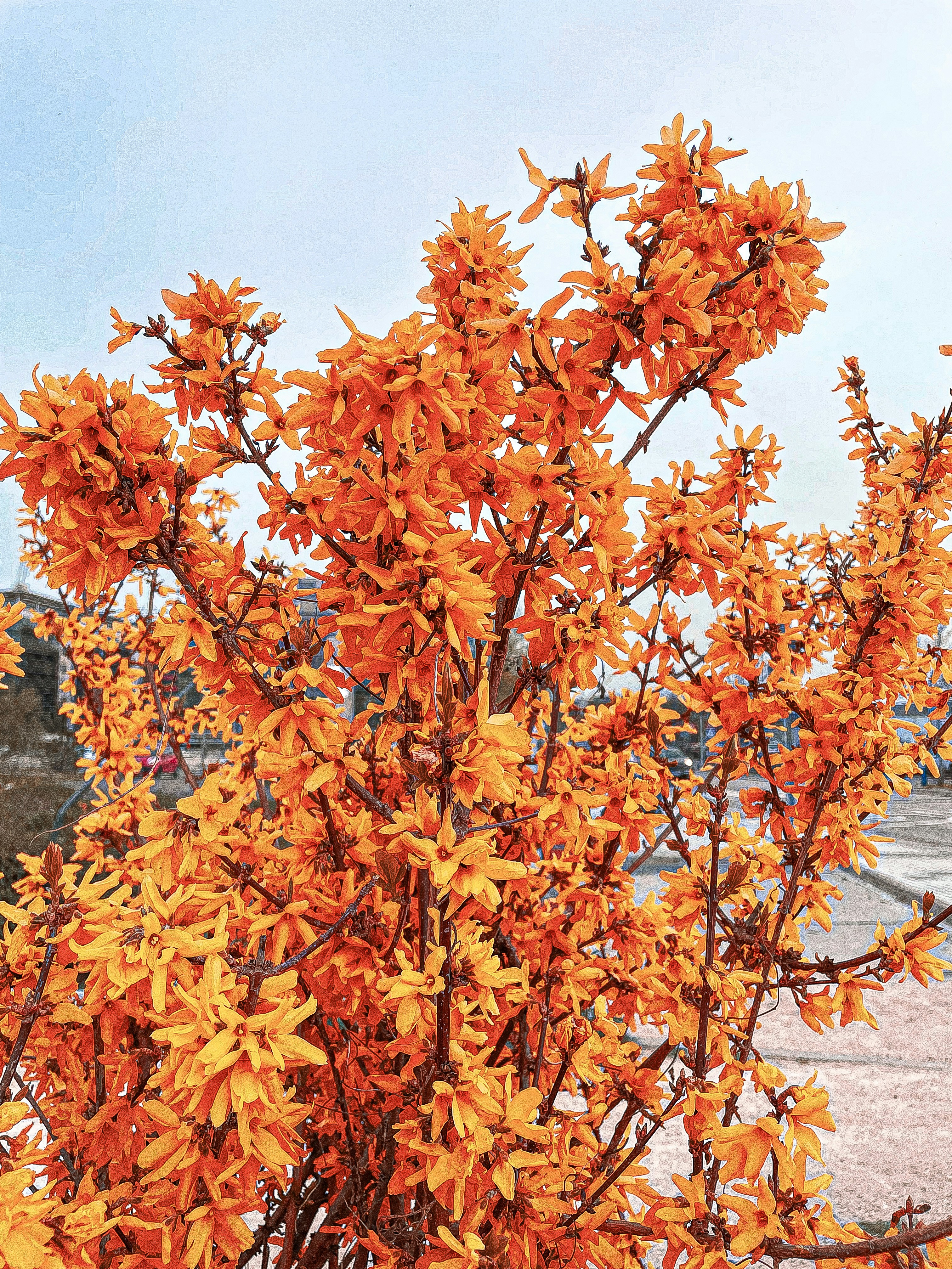 Fotomural a bush with orange flowers in a parking lot