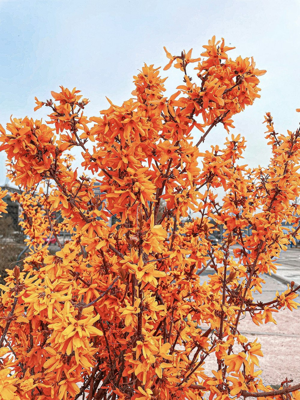 a bush with orange flowers in a parking lot