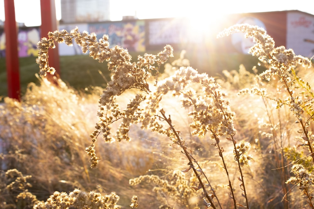 a field of tall grass with the sun shining through it