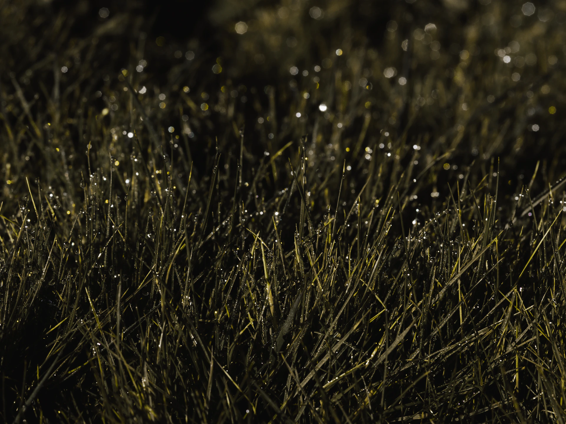 a close up of grass with water droplets on it