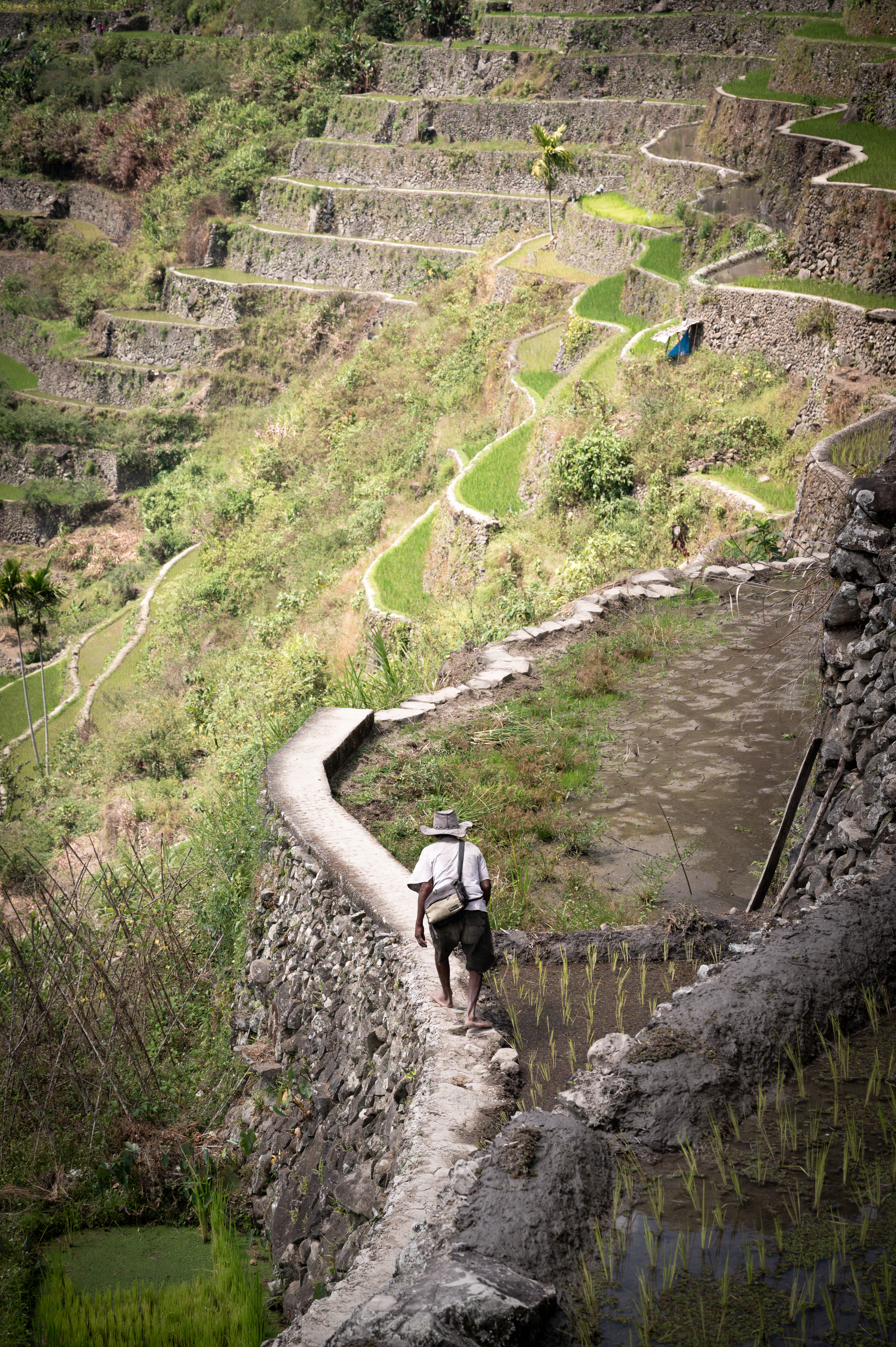 A farmer climbing a stone terrace wall between the rice paddies, Batad
